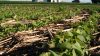 soybeans-crop-corn-reside-soil-health-usda