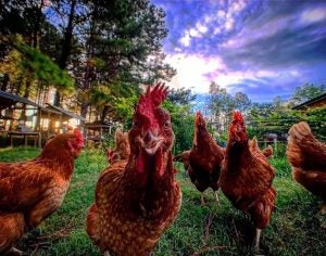 comfort-farms-hens