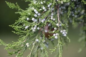 eastern-red-cedar