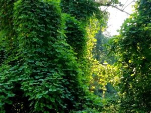 kudzu-overtaking-trees-Jesseveham