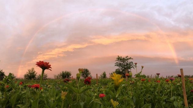 miller flower farm rainbow