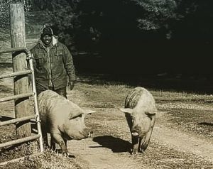 jon-jackson-comfort-farms-pigs