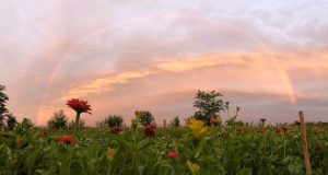 michelle miller cut flowers farming