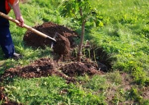 tree planting ecology