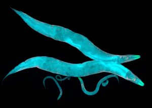 Caenorhabditis-elegans