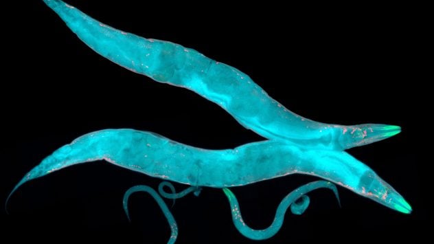 Caenorhabditis-elegans