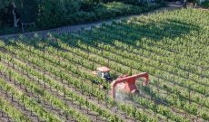 california-vineyard-crop-protection