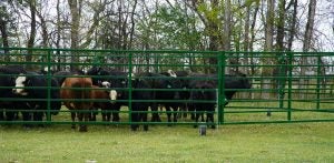 working-with-portable-corrals