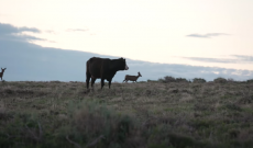 ‘Range Reels’ promotes public lands grazing with Sims Ranch