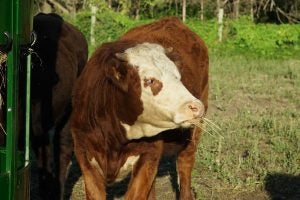 arrowquip-round-bale-feeders-cattle