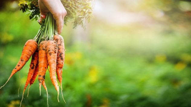 carrots-garden-picked-Krasula