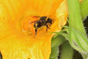 pollinator-bee-inside-pumpkin-flower