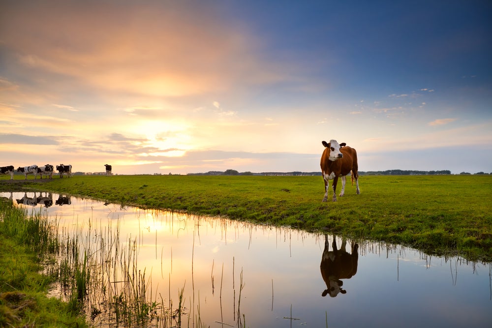 Ranchers and Farm Bureau intervene in Idaho-U.S. water rights case - AGDAILY