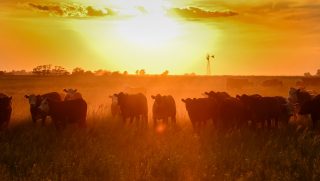 beef-x-dairy-cattle-silhouette
