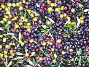 ojai-olive-oil-Olives-grouping