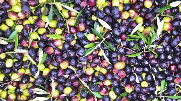 ojai-olive-oil-Olives-grouping