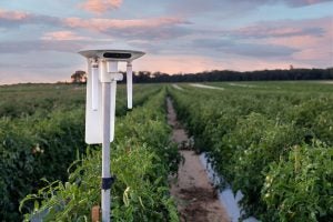 Arable-Mark-3-in-Tomato-Field_1V4A7594