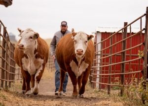 B-Bar-L-Herefords-Leonard-Gorsuch