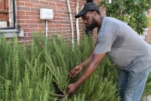 JQuincy-Jones-and-rosemary-planted-at-a-school