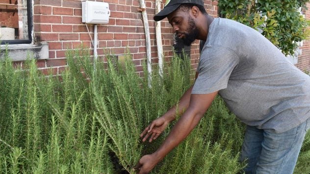 JQuincy-Jones-and-rosemary-planted-at-a-school
