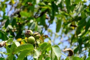 black-walnut-trees