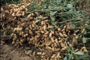 heavested-peanuts-ncsu-agcrops