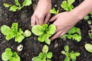 regenerative-agriculture-gardening-closeup