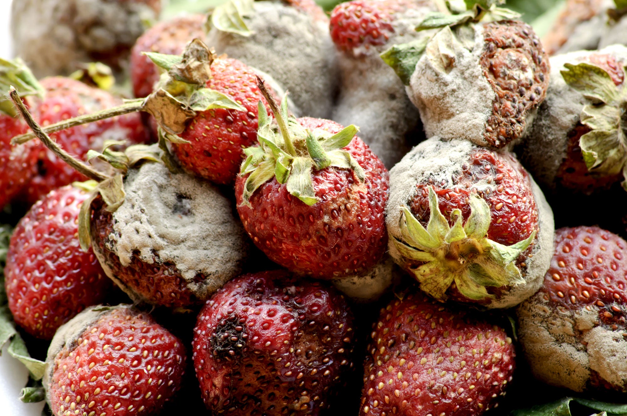strawberries-moldy-food