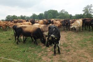 cattle-ohio-farm-cafo