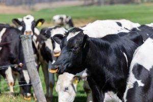 holstein cattle cafo ohio