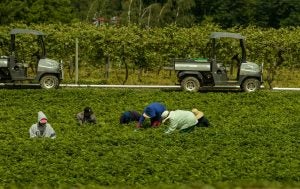 migrant-workers-new-york-harvest