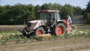 new-york-farmers-lay-straw-tomatoes