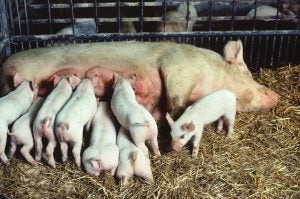 piglets-nursed-sow-pig-pen