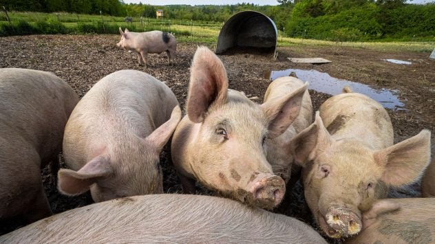 pigs-organic-farm-letterbox-farm