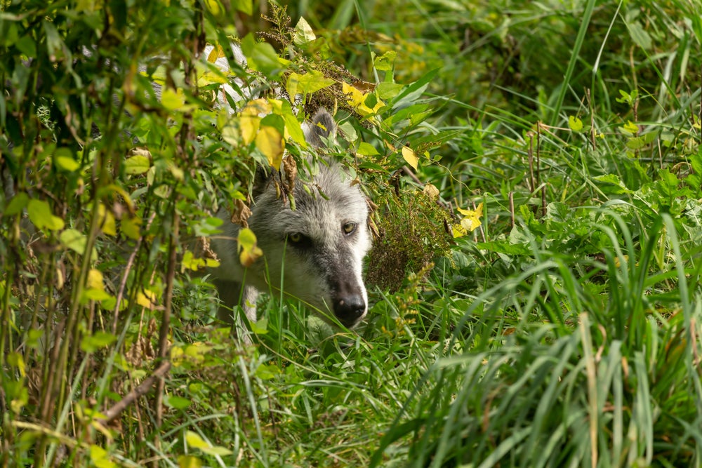 Colorado releases draft plan to reintroduce wolves | AGDAILY