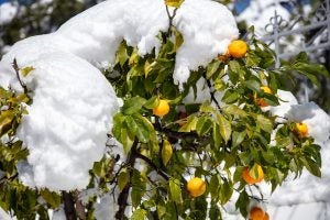 snow-oranges-citrus-rawf8