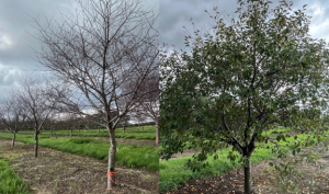 crop-protection-fruit-trees