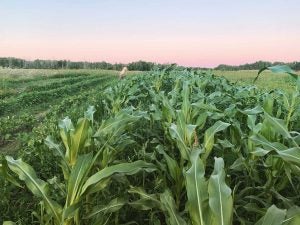 Corn-and-Potatoes-Three-Dogs-Seed-Farm