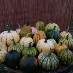 Squash---Three-Dogs-Seed-Farm