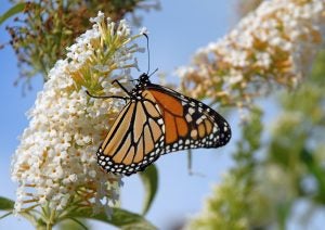 monarch-butterfly-pollinator-SF-photo