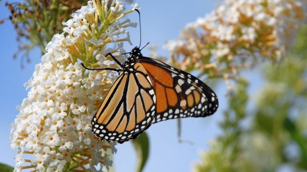 monarch-butterfly-pollinator-SF-photo