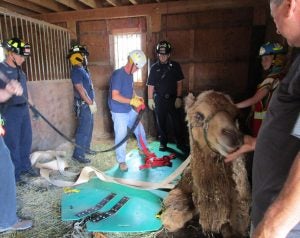 TLAER-camel-rescue-virginia