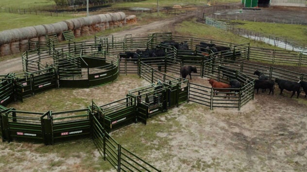 cattle-handling-system-main-tips