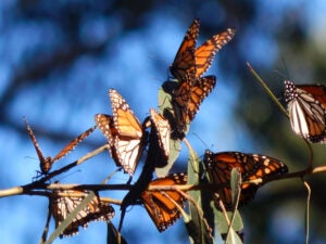 monarch-butterfly-pollinators-group