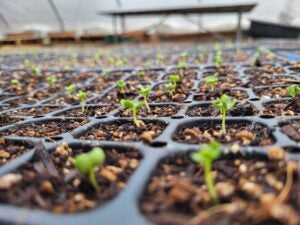 off-beet-farm-greenhouse-seedlings