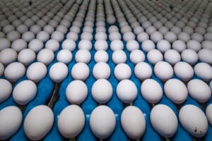 shell-egg-processing-machine-usda