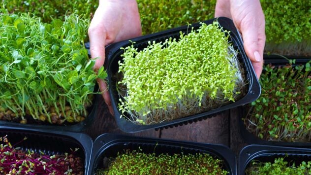 growing-microgreens-farming-food-fad