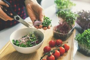 microgreens-salad-food-fad
