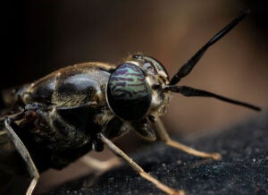 soldier-fly-closeup-food-source