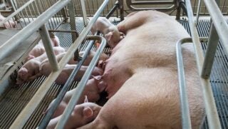 farrowing-stalls-united-states-pigs
